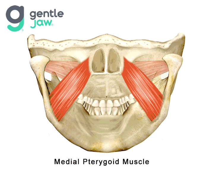 Lateral Pterygoid Muscle 1914